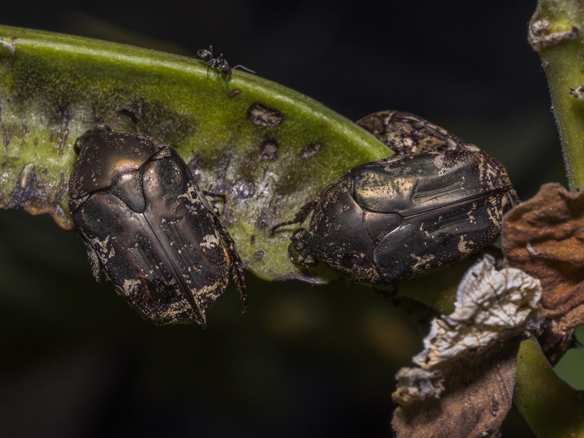 Protaetia fusca