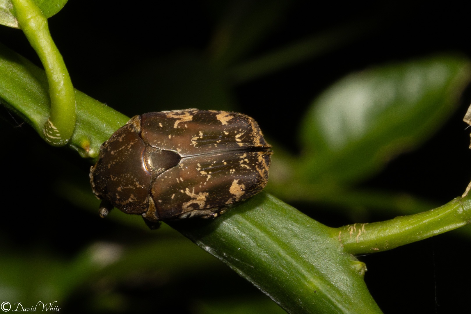 Protaetia fusca