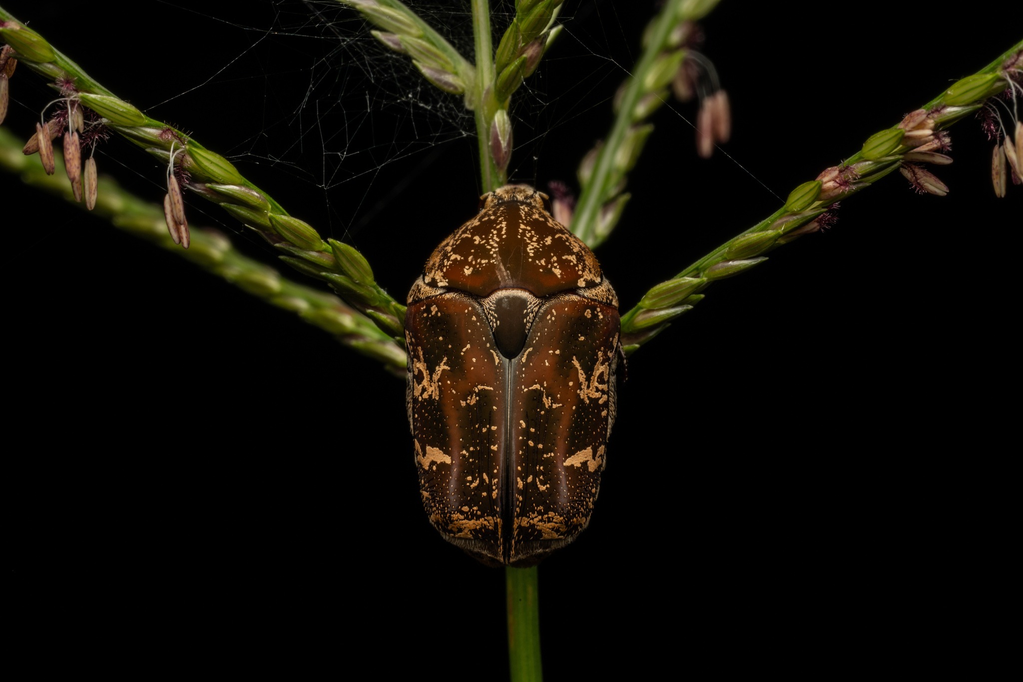 Protaetia fusca