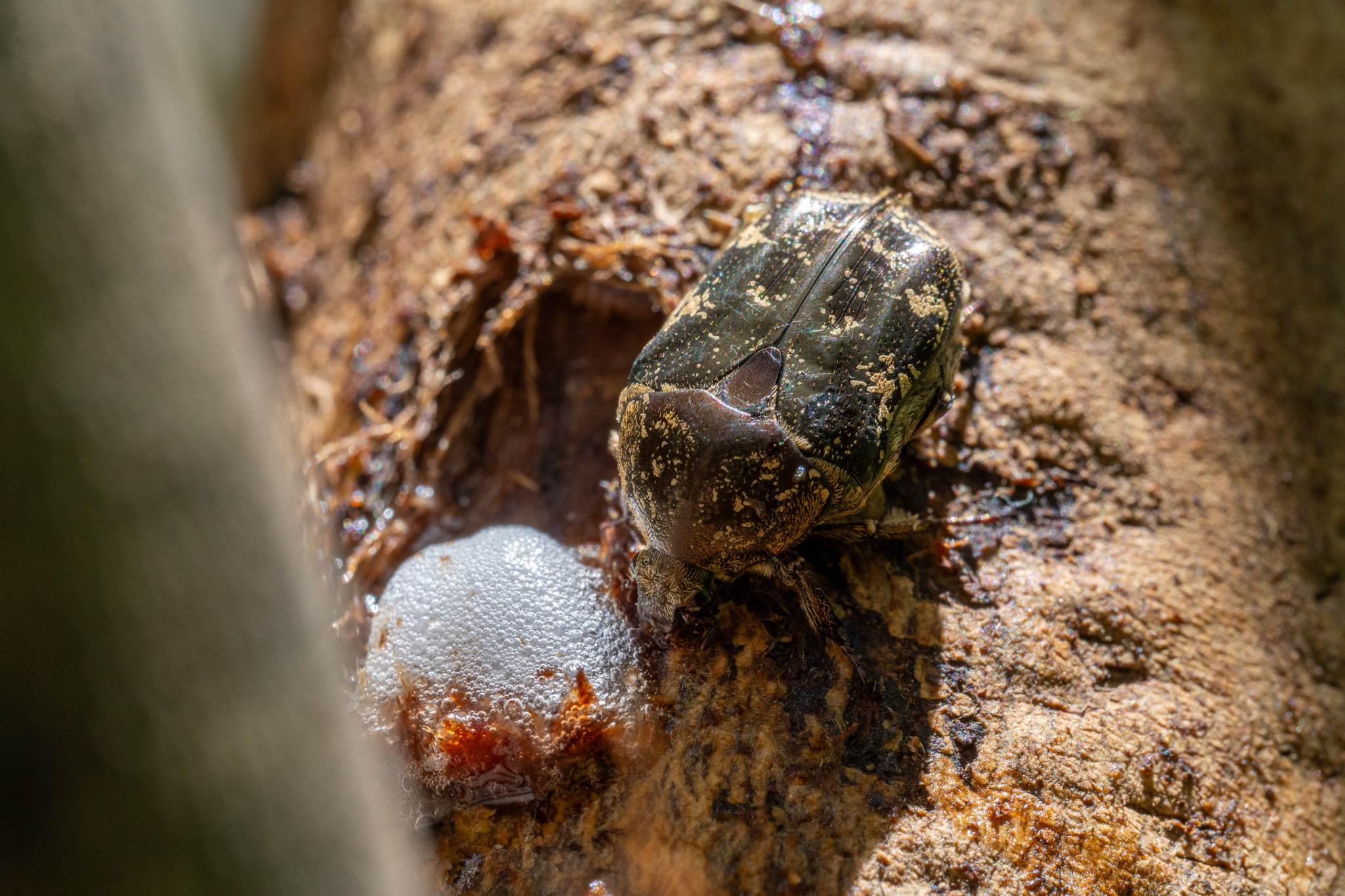Protaetia fusca