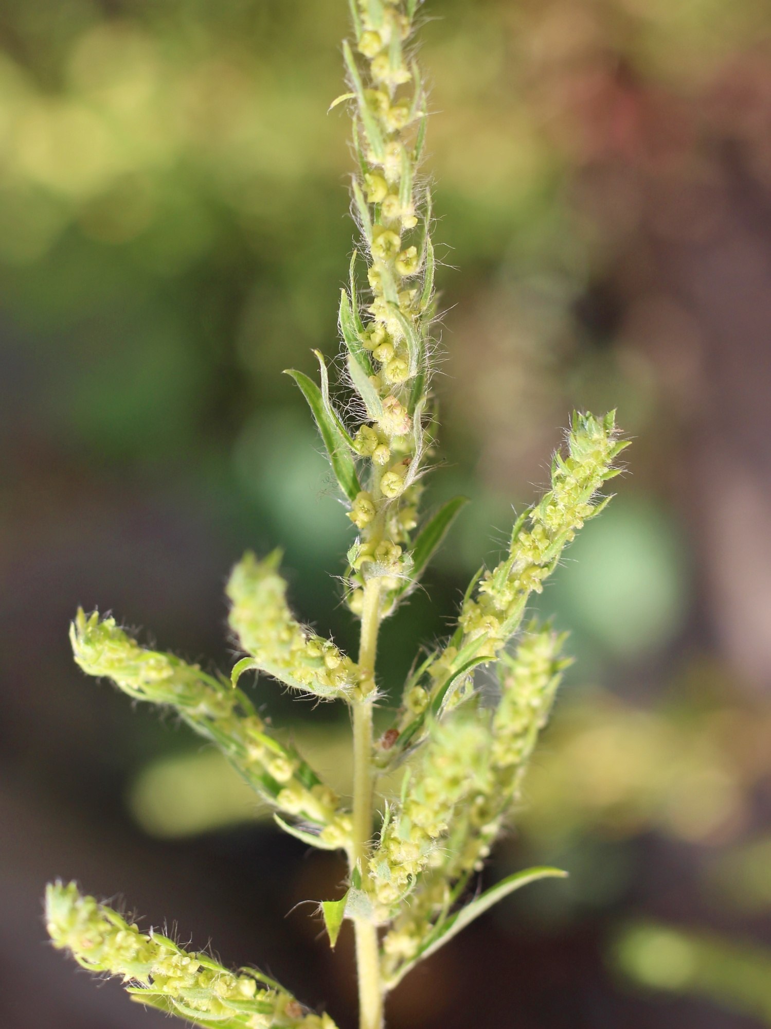 Bassia scoparia