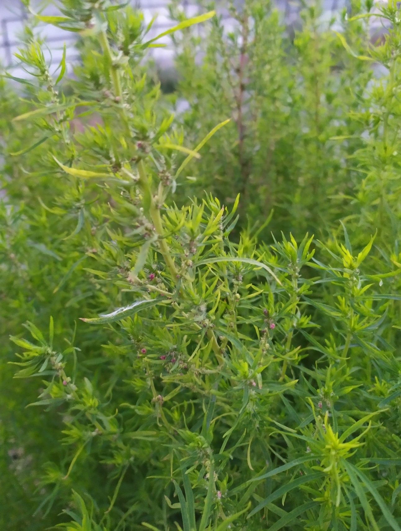 Bassia scoparia