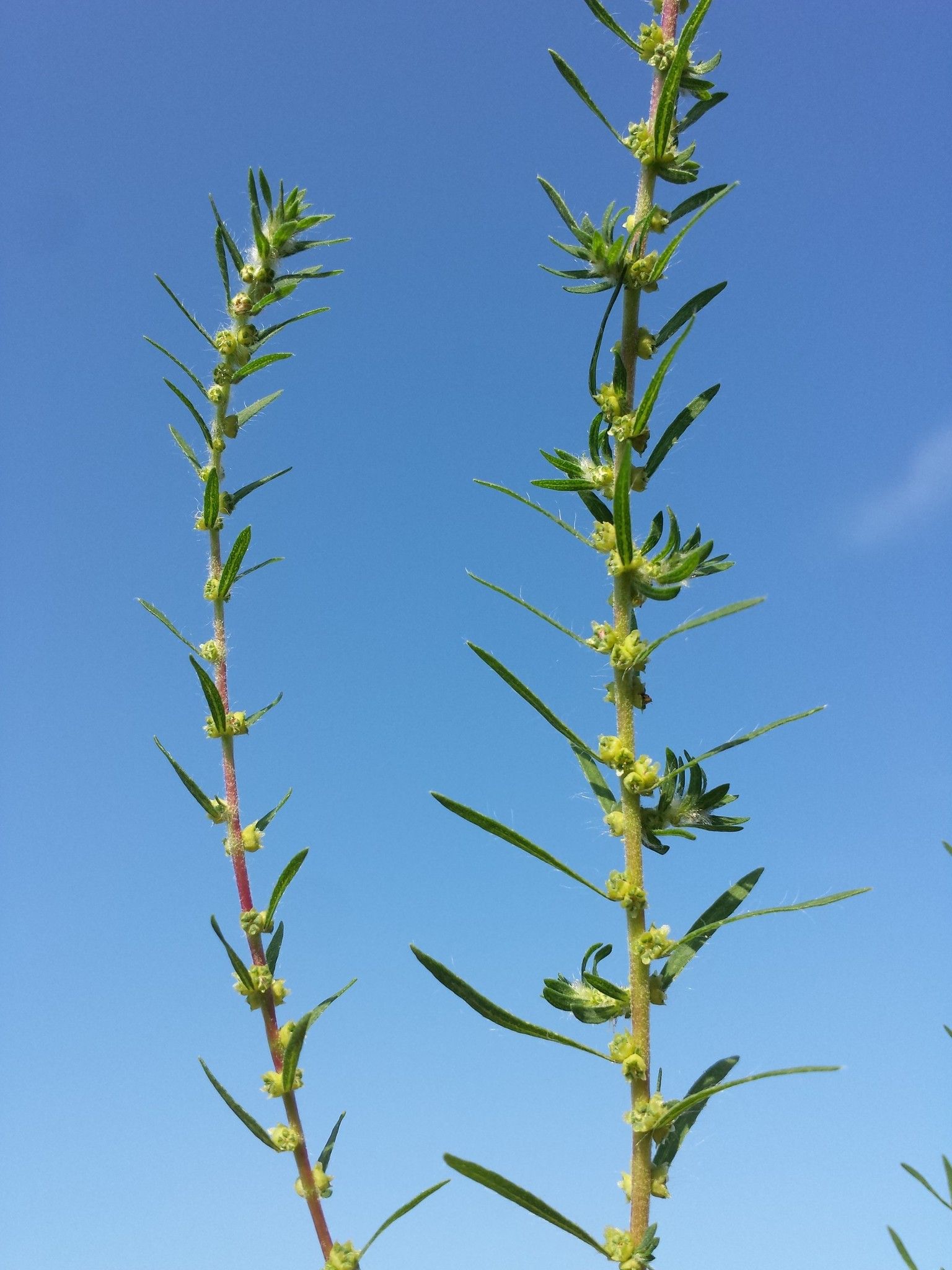 Bassia scoparia