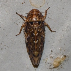 Xestocephalus