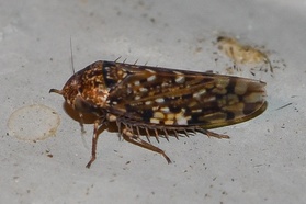 Xestocephalus