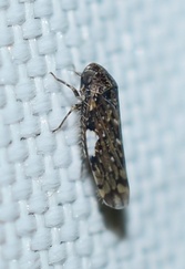 Xestocephalus