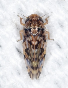 Xestocephalus