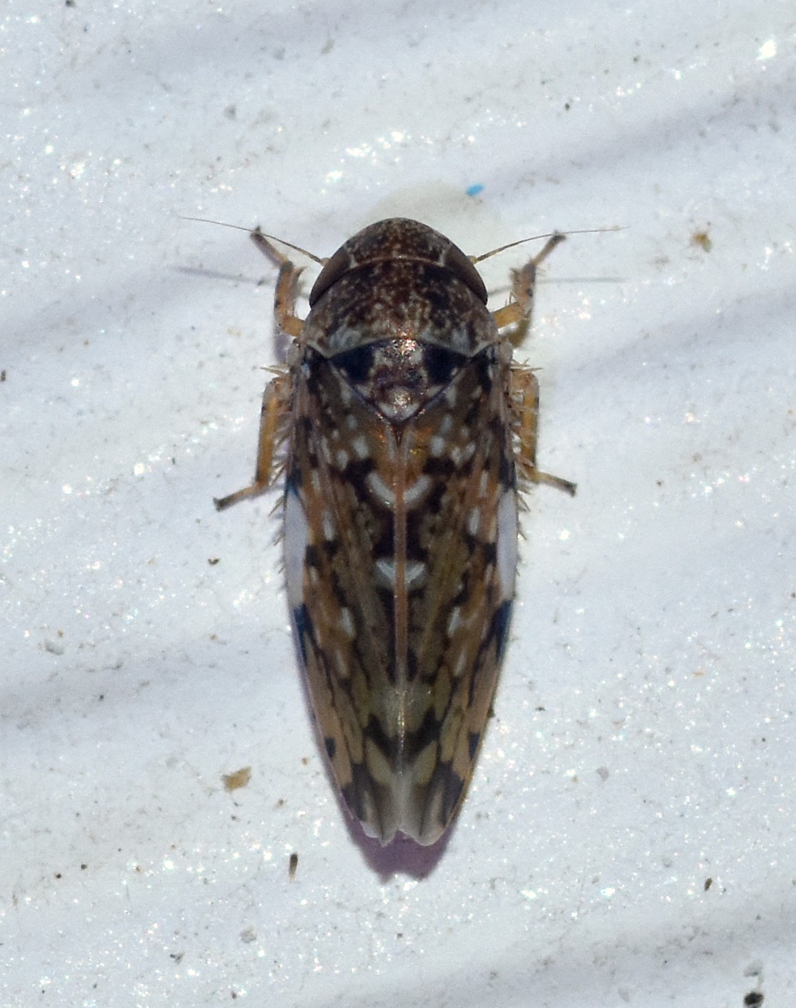 Xestocephalus