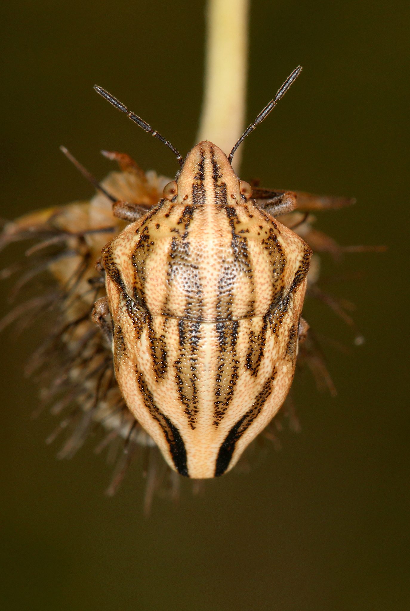 Odontotarsus