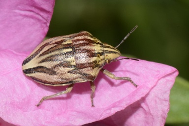 Odontotarsus