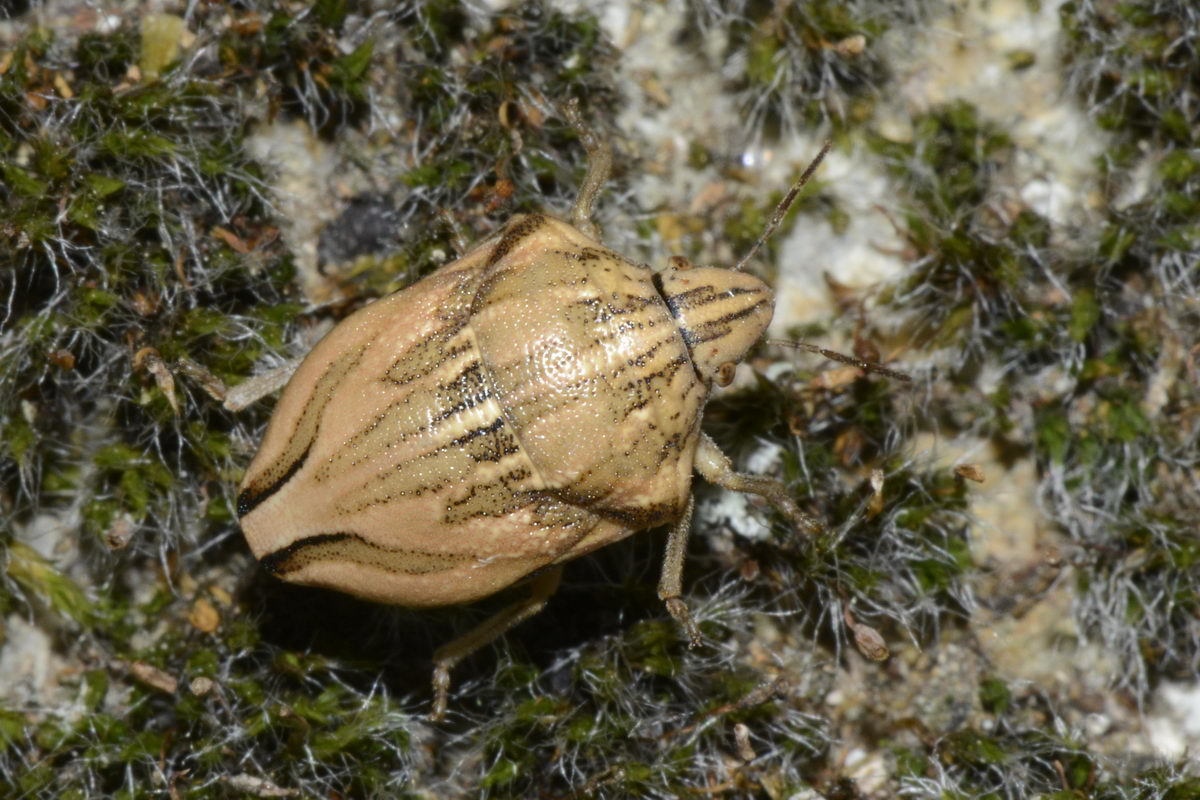 Odontotarsus