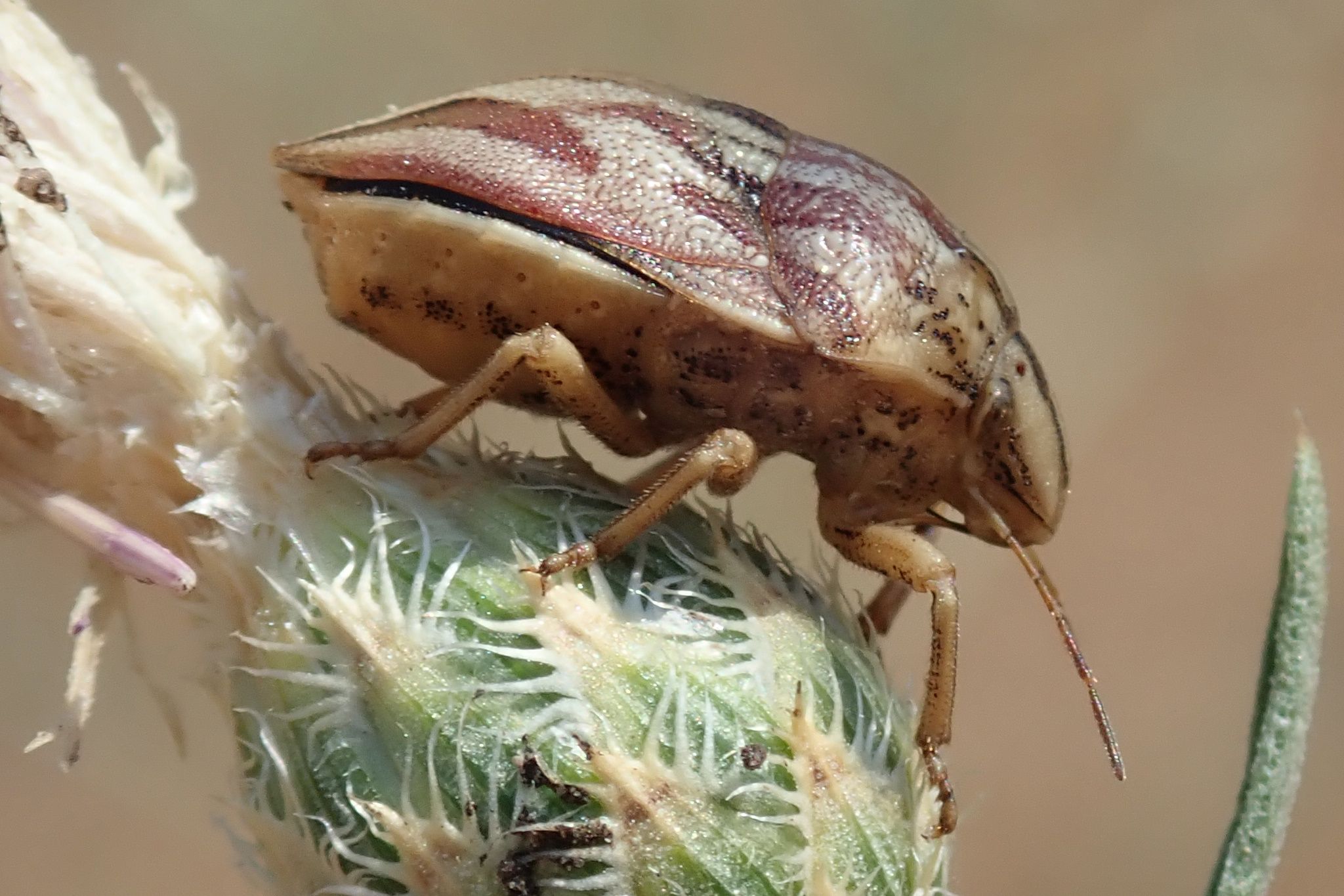 Odontotarsus