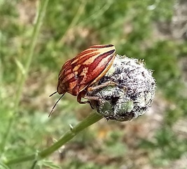 Odontotarsus