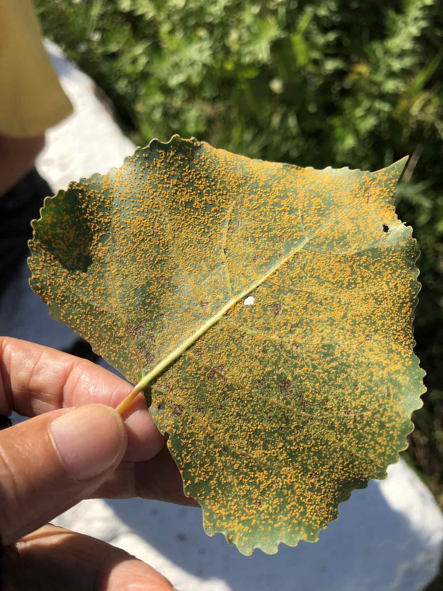 Melampsora medusae