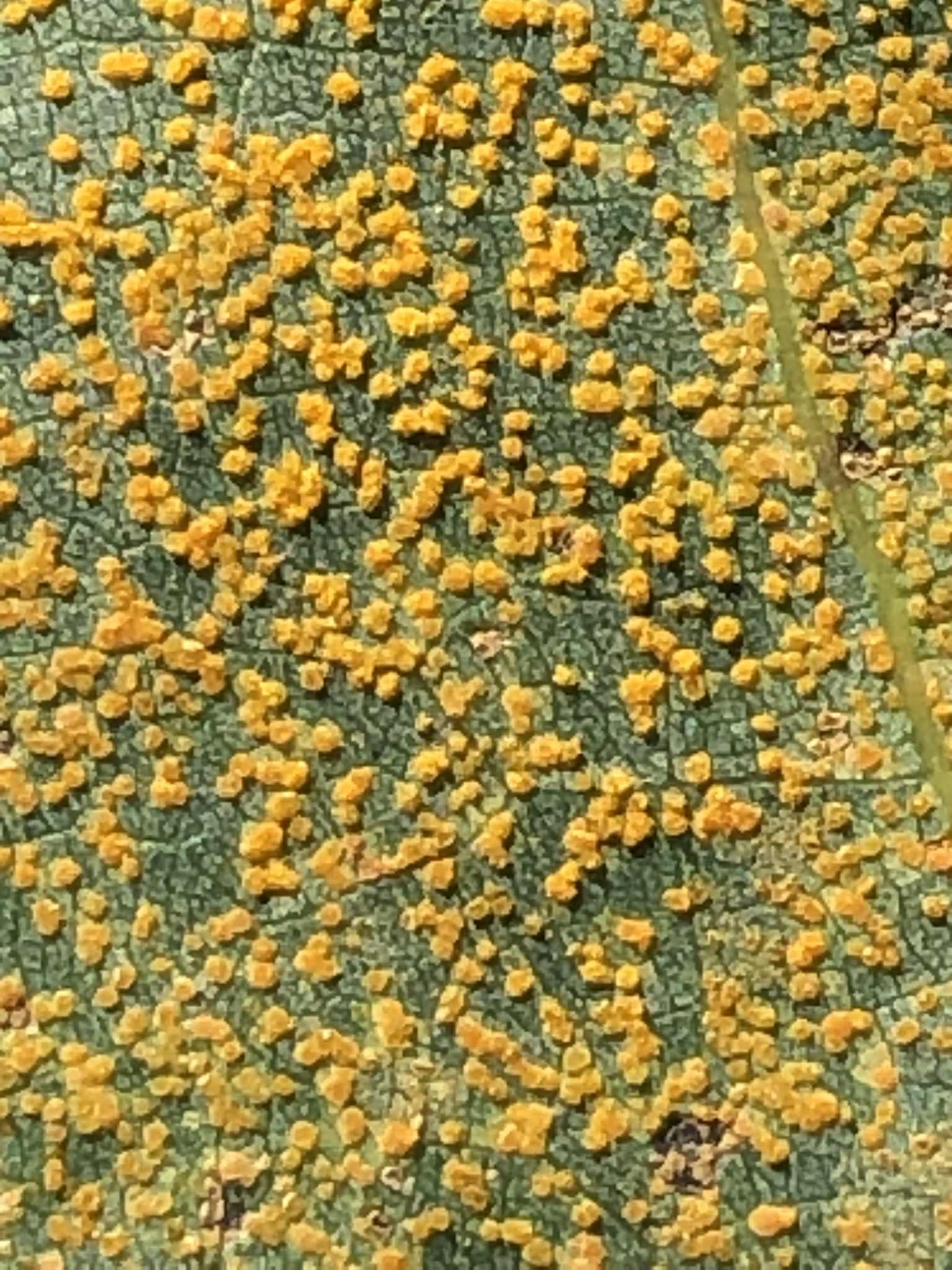 Melampsora medusae
