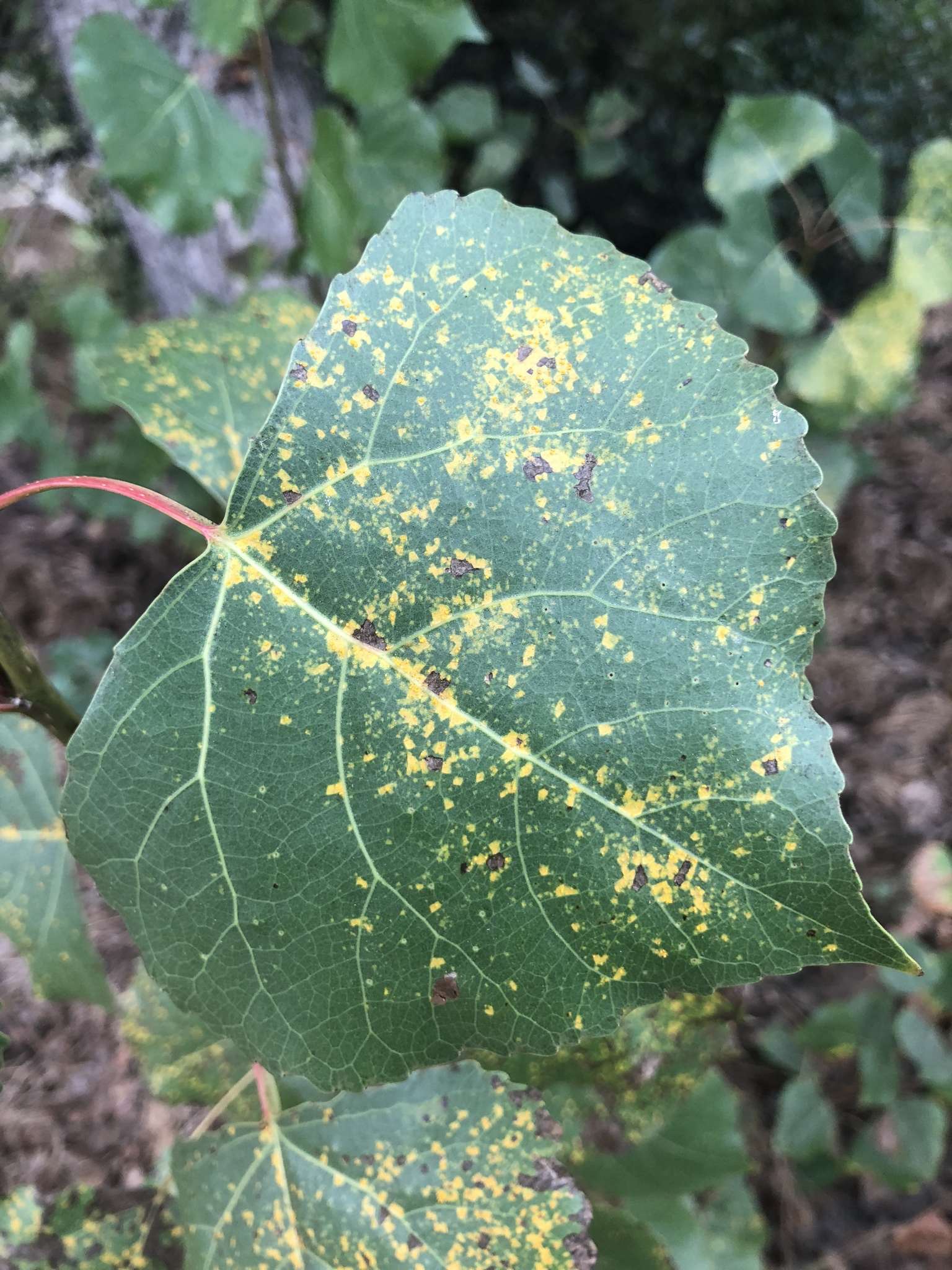 Melampsora medusae