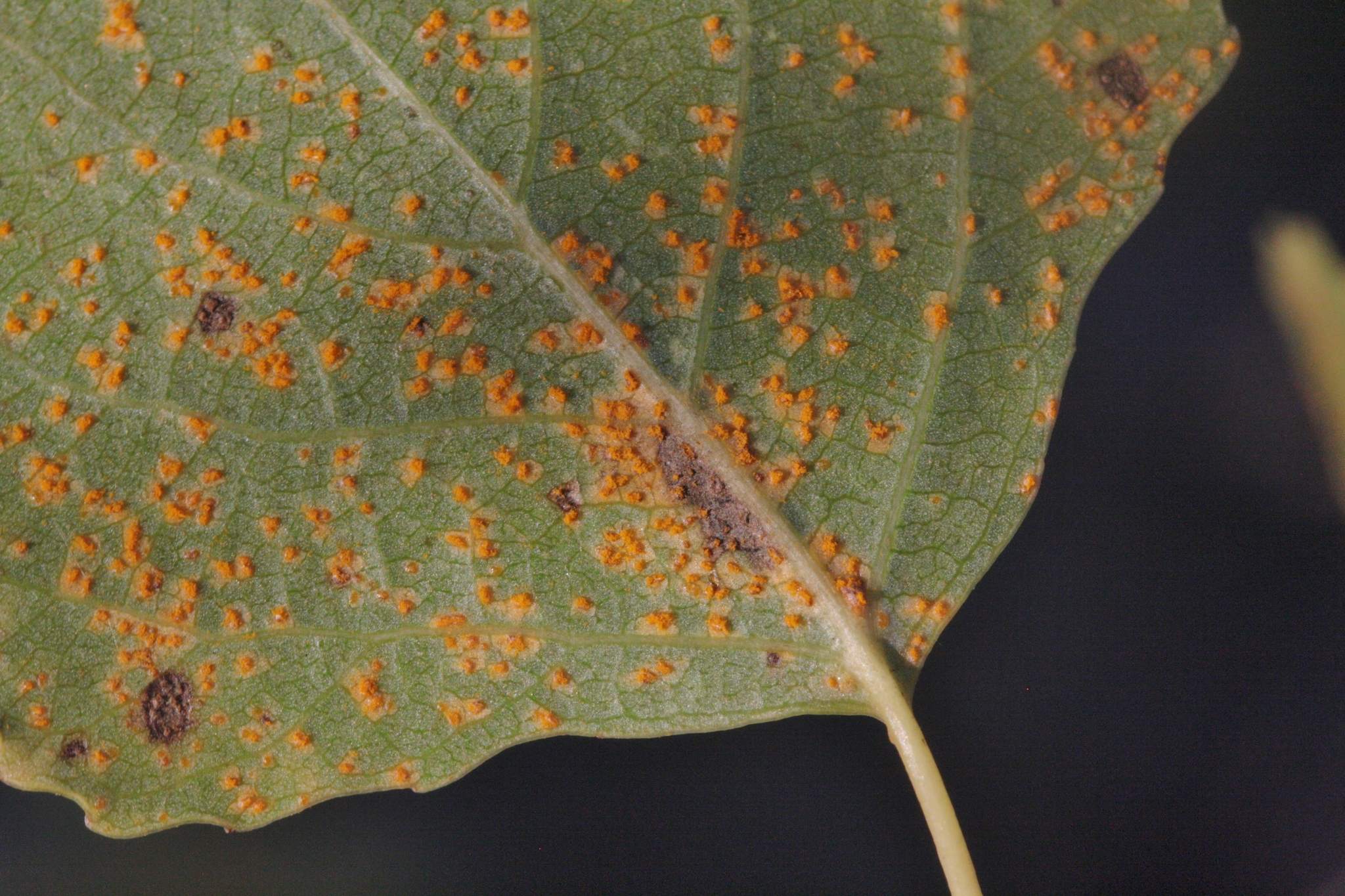 Melampsora medusae