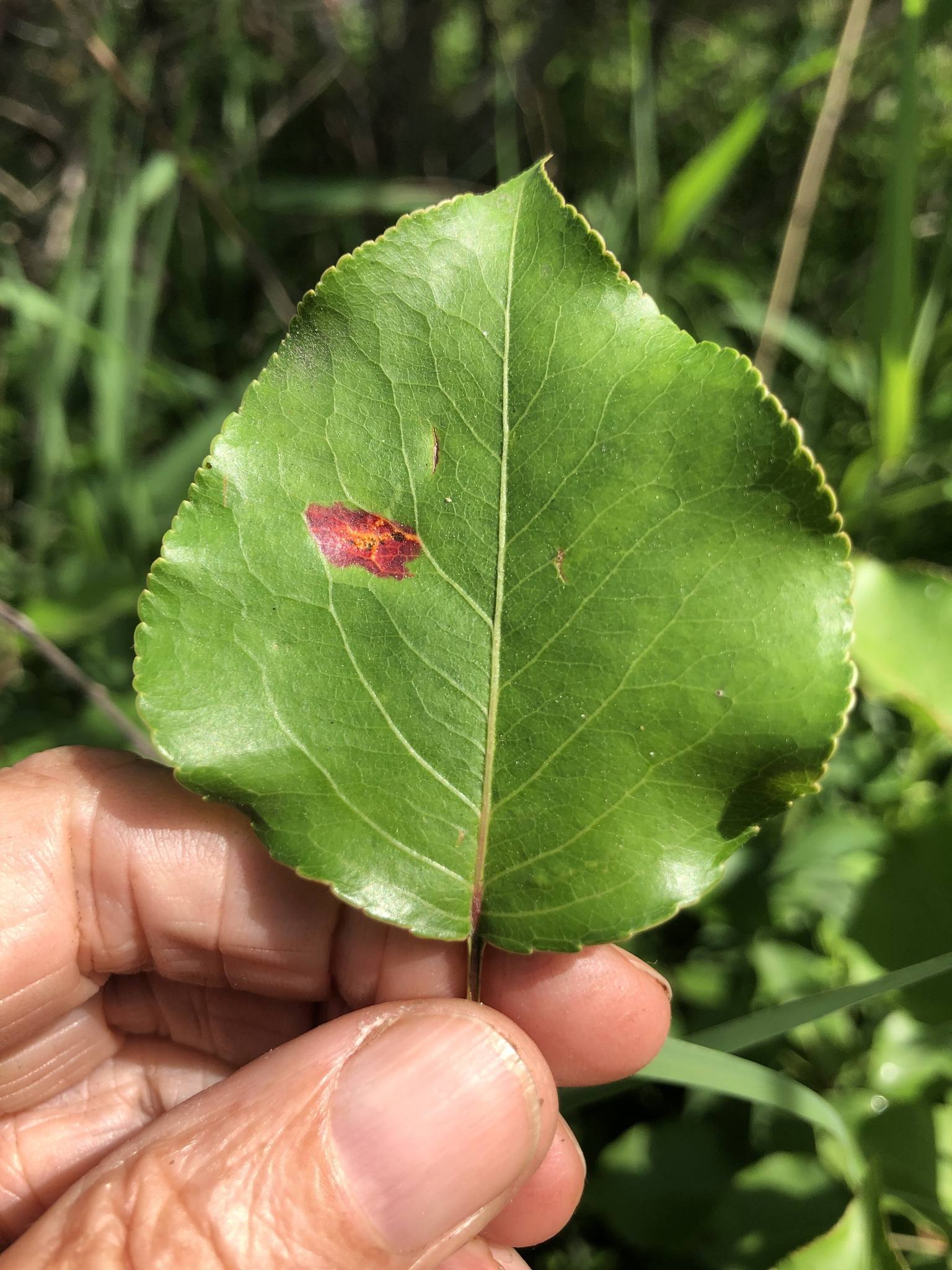 Melampsora medusae