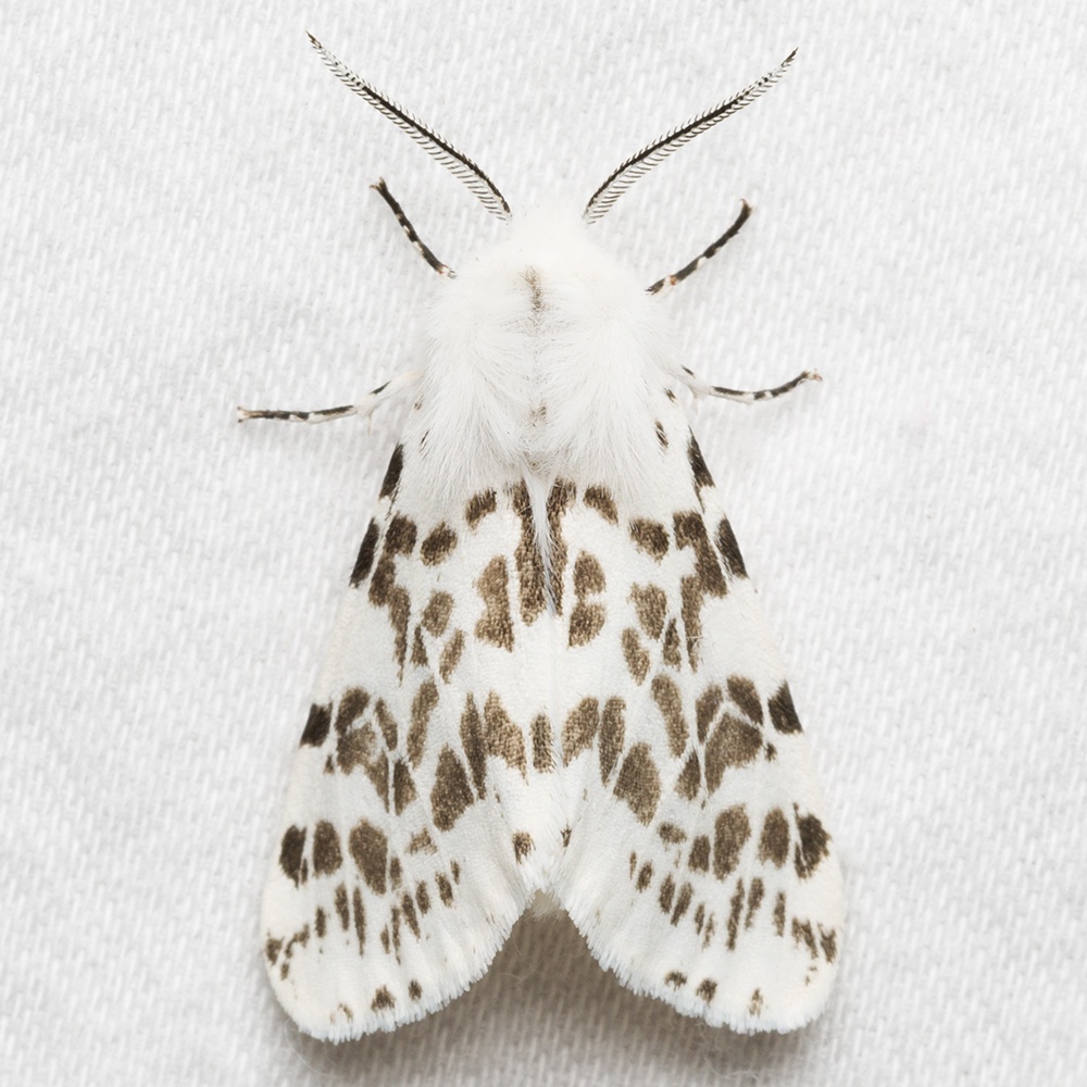 Hyphantria cunea