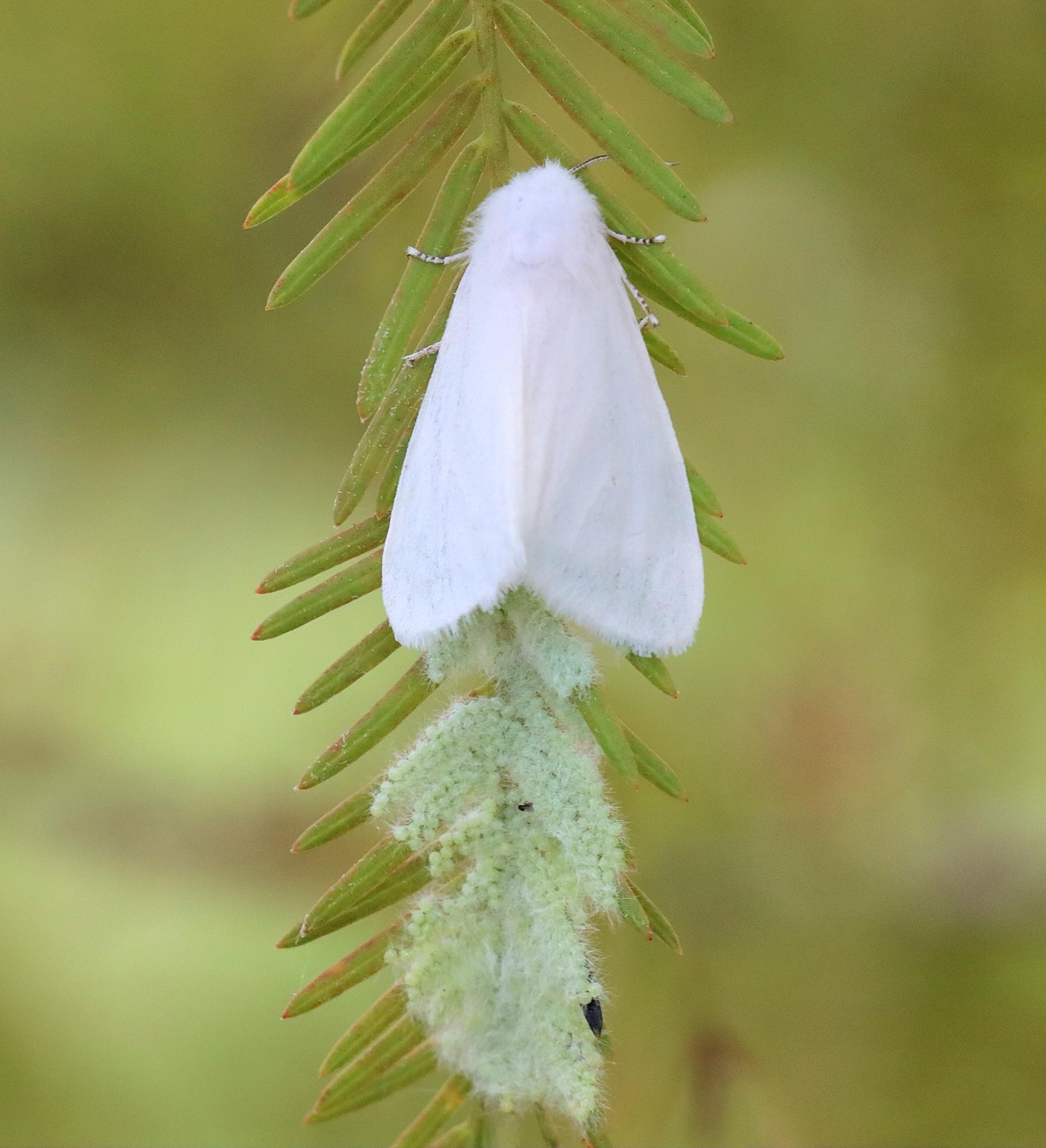 Hyphantria cunea