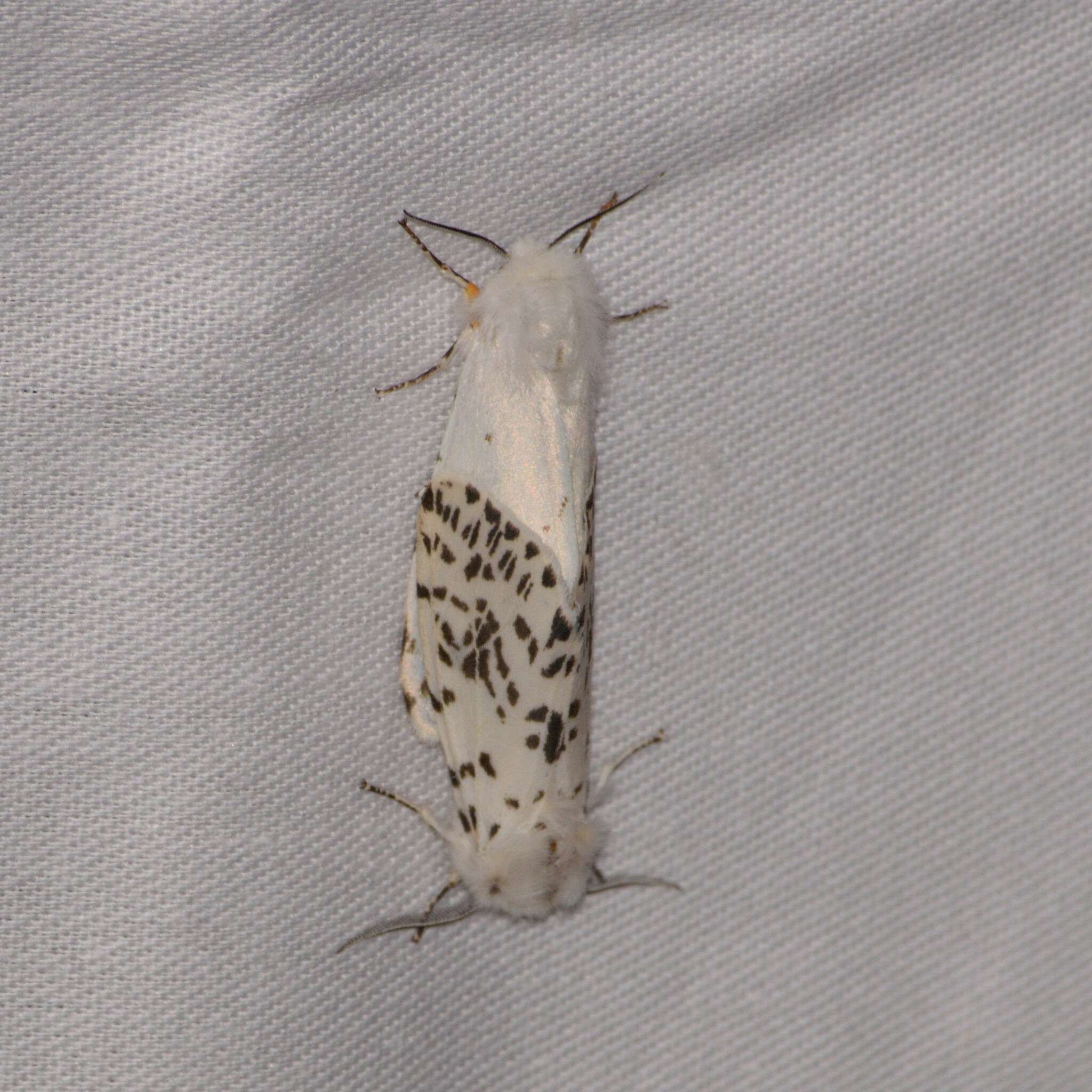 Hyphantria cunea