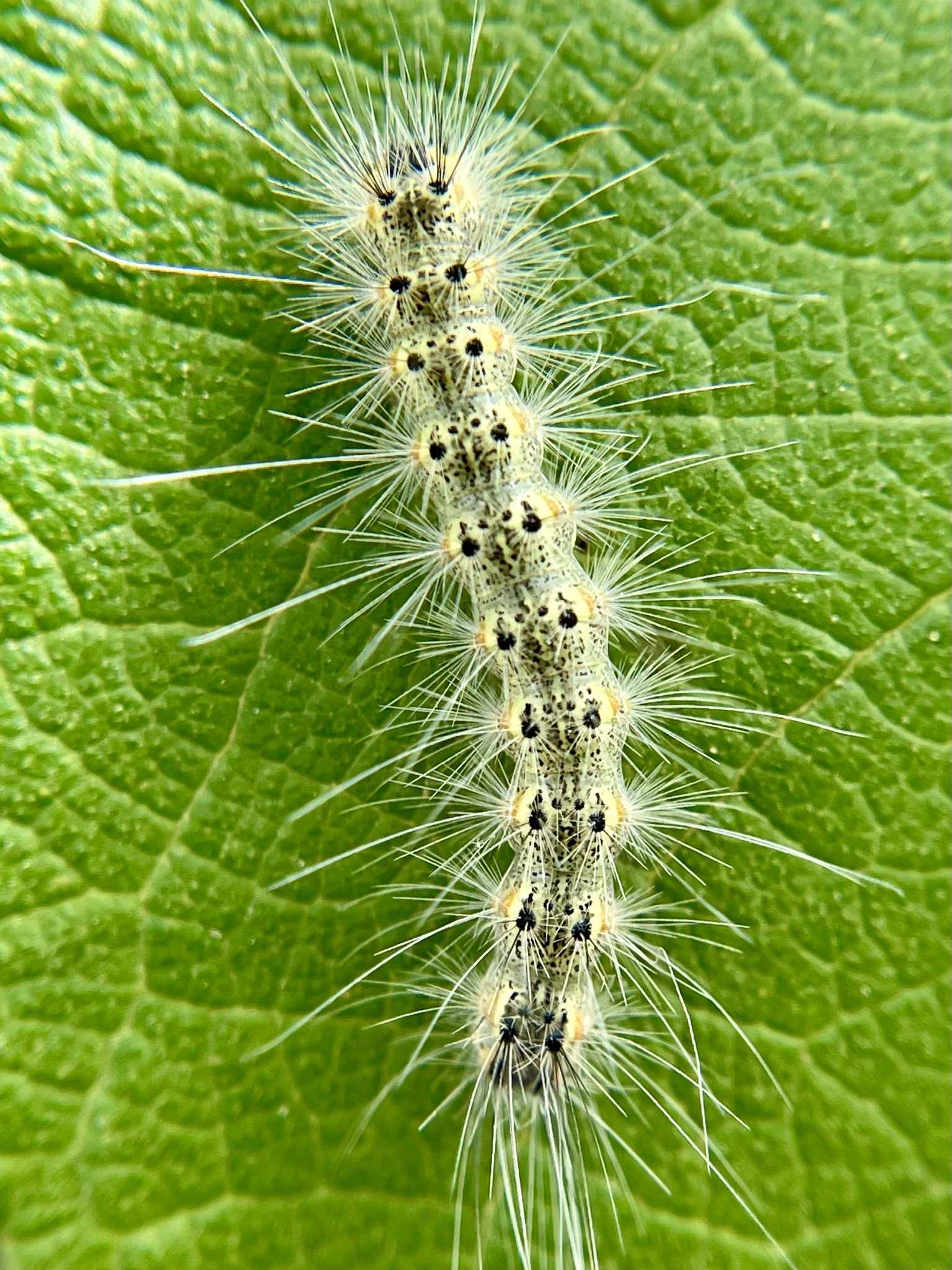 Hyphantria cunea