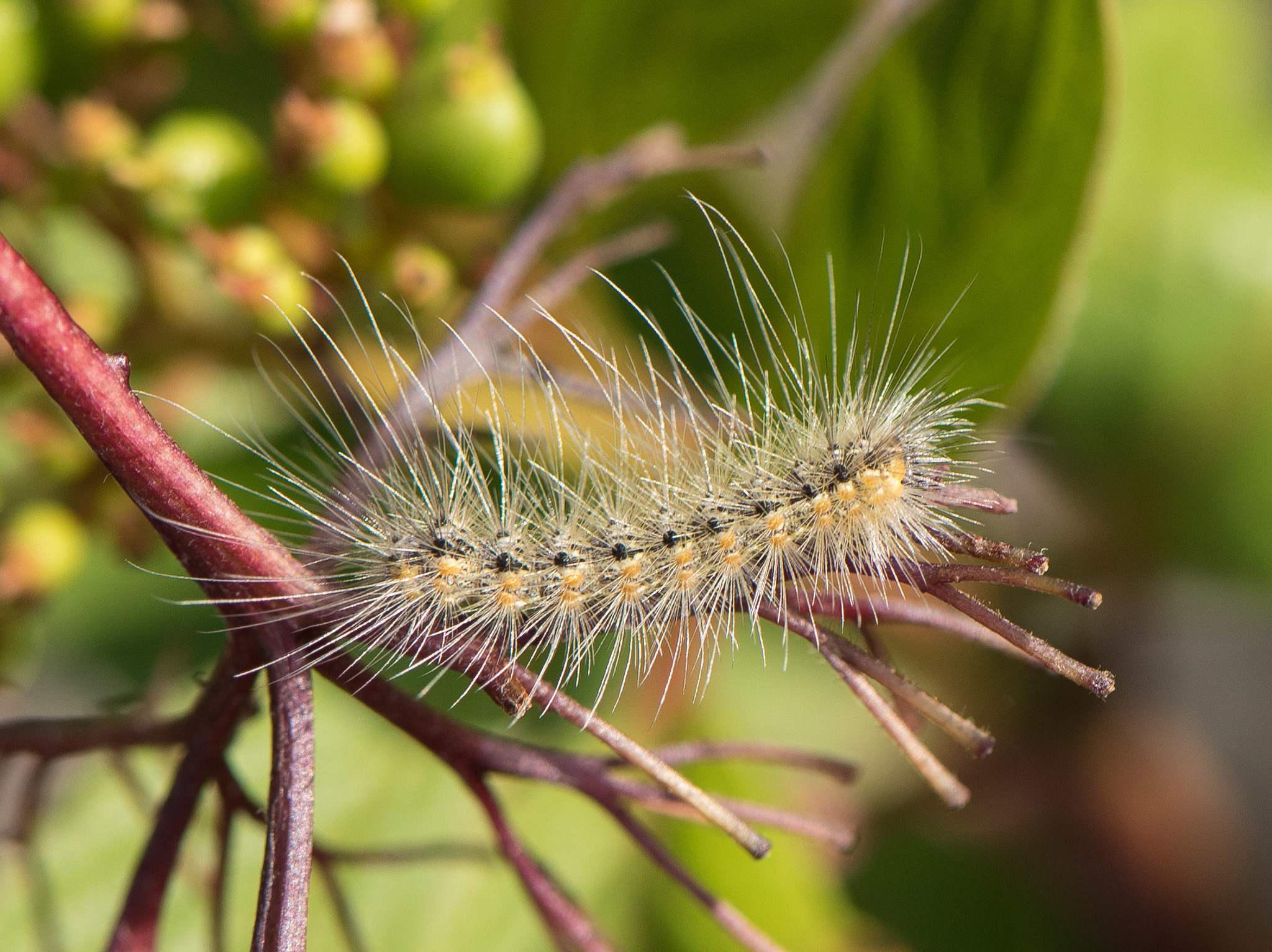 Hyphantria cunea