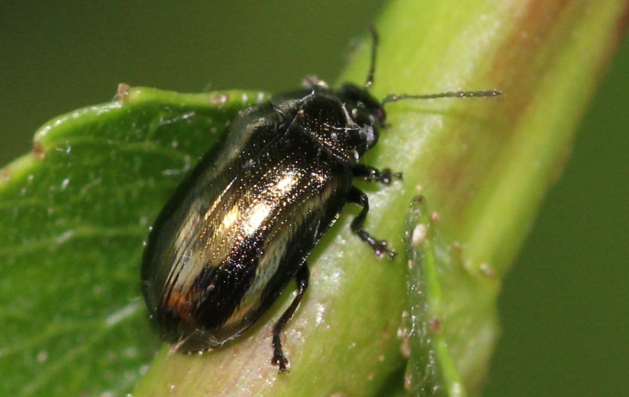 Phratora