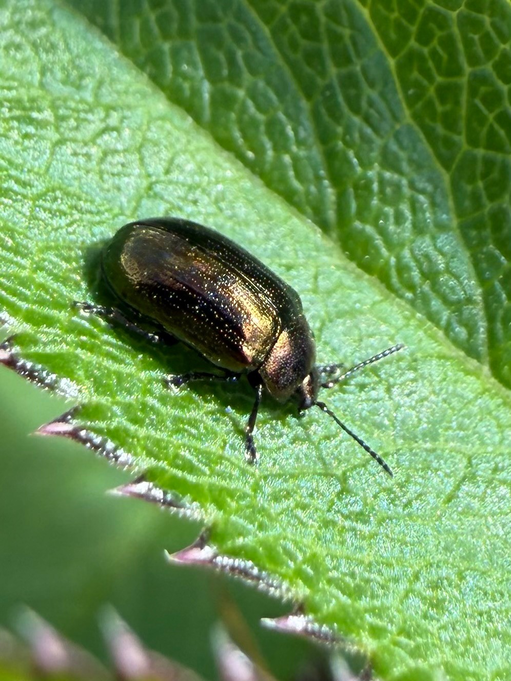 Phratora