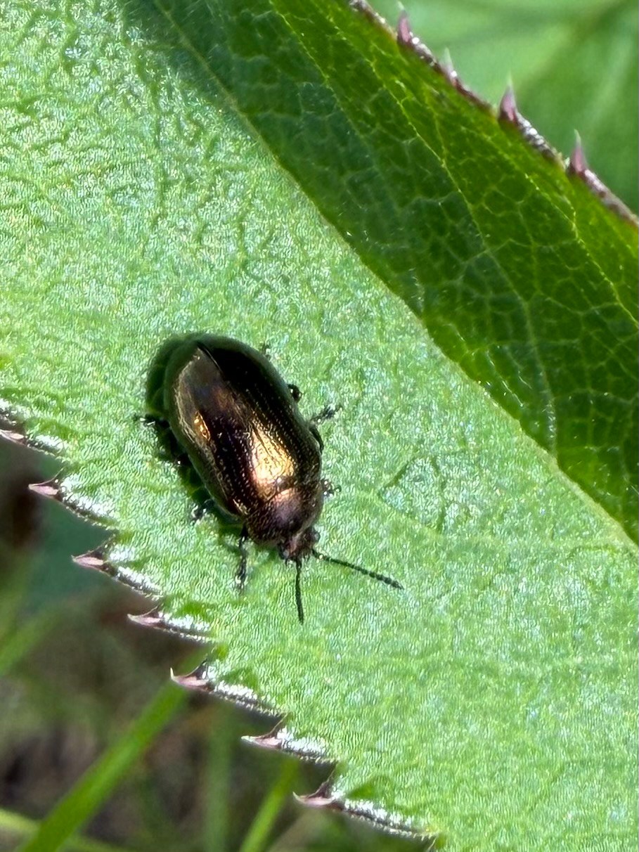 Phratora