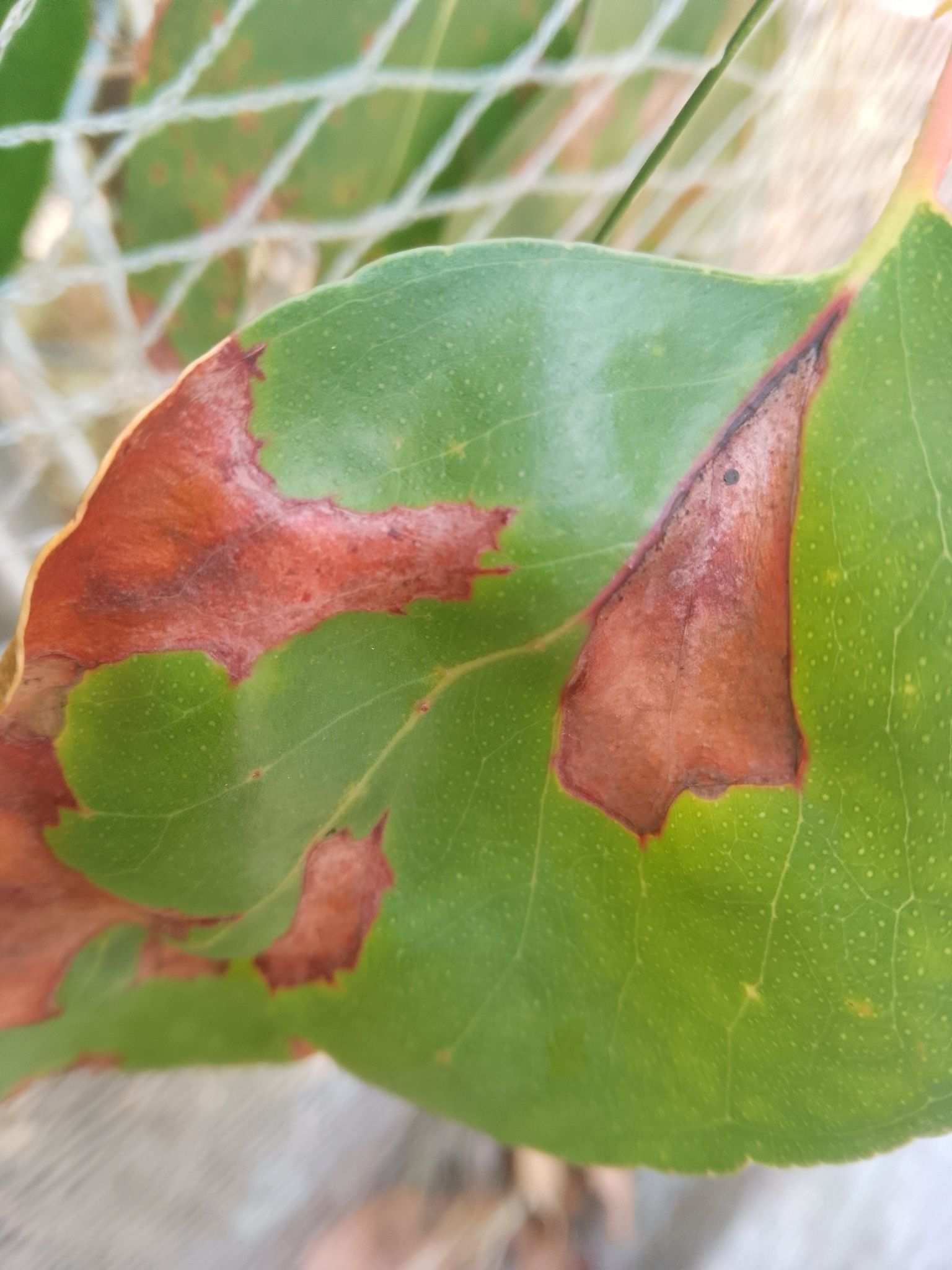 Teratosphaeria cryptica