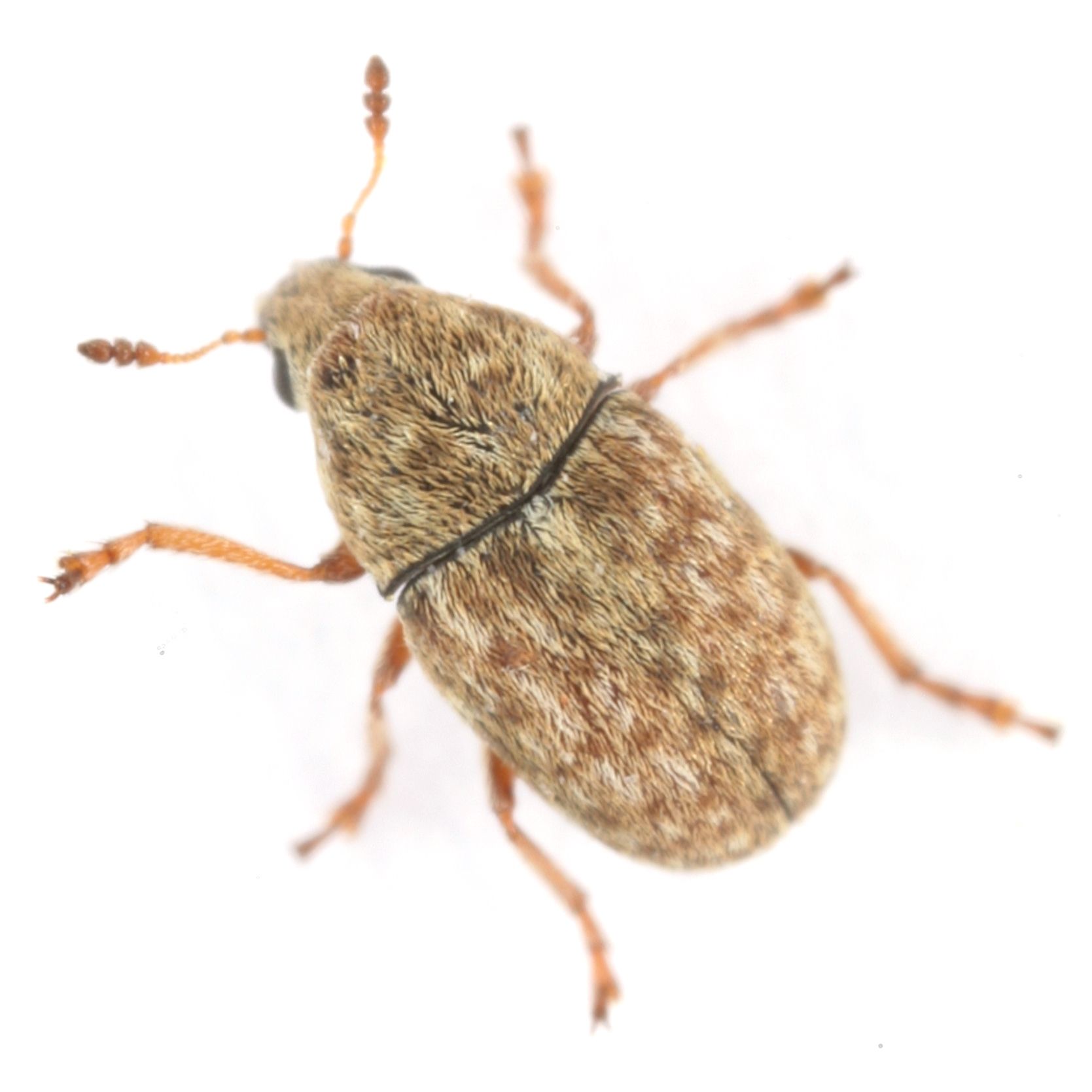 Trigonorhinus