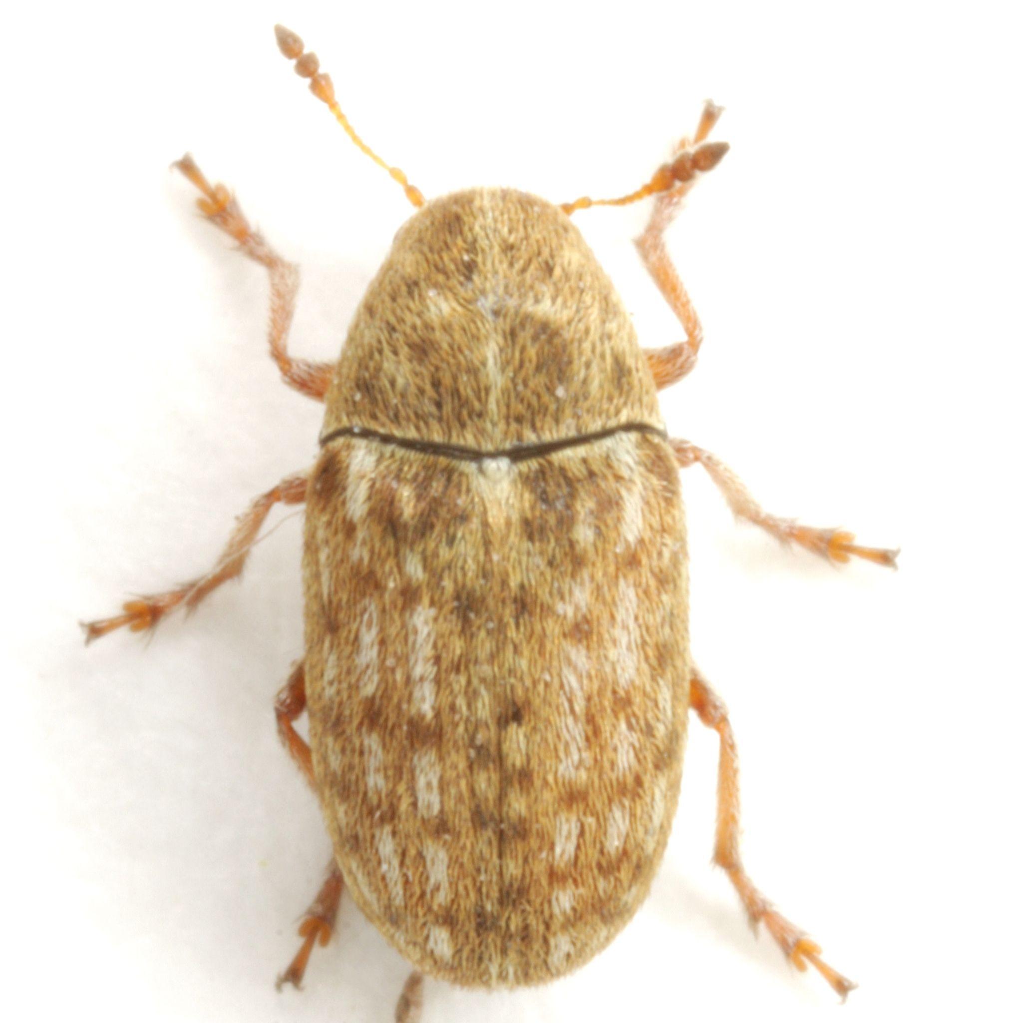 Trigonorhinus