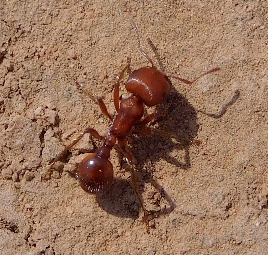 Pogonomyrmex