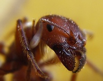 Pogonomyrmex