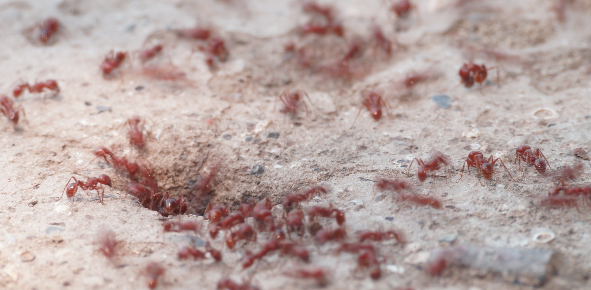 Pogonomyrmex