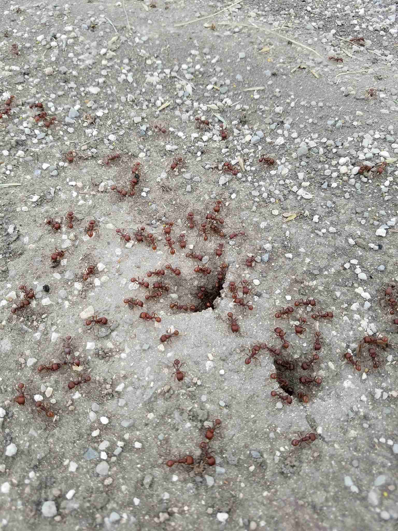 Pogonomyrmex