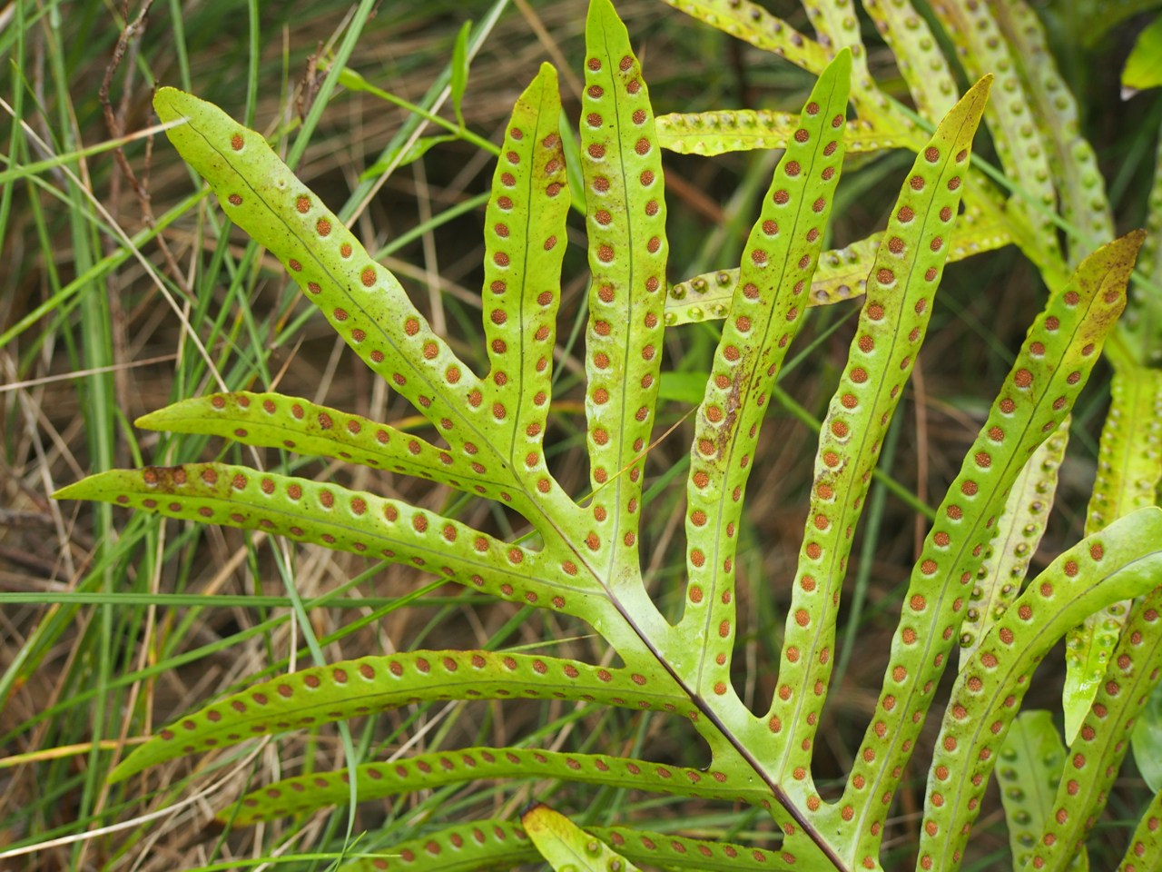 Phymatodes
