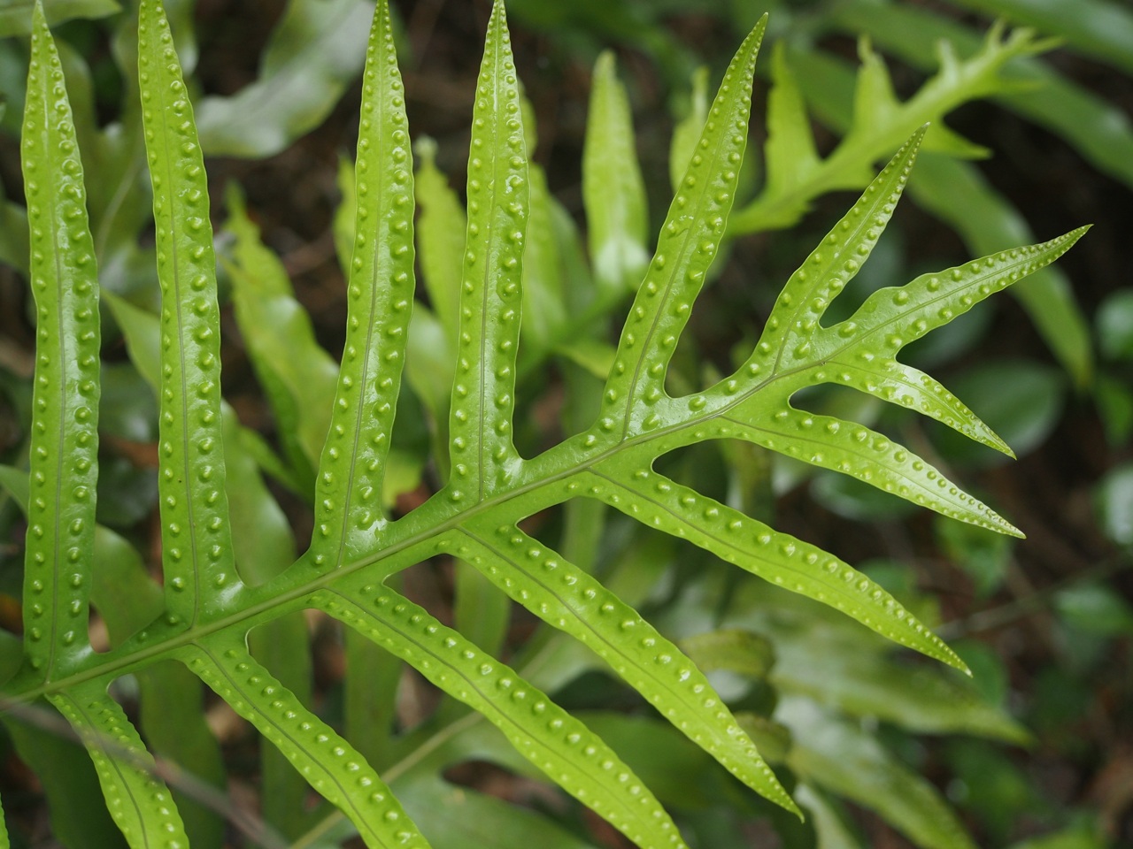 Phymatodes