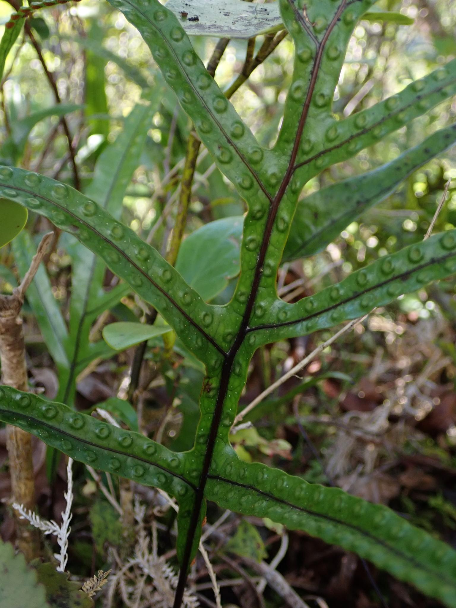 Phymatodes