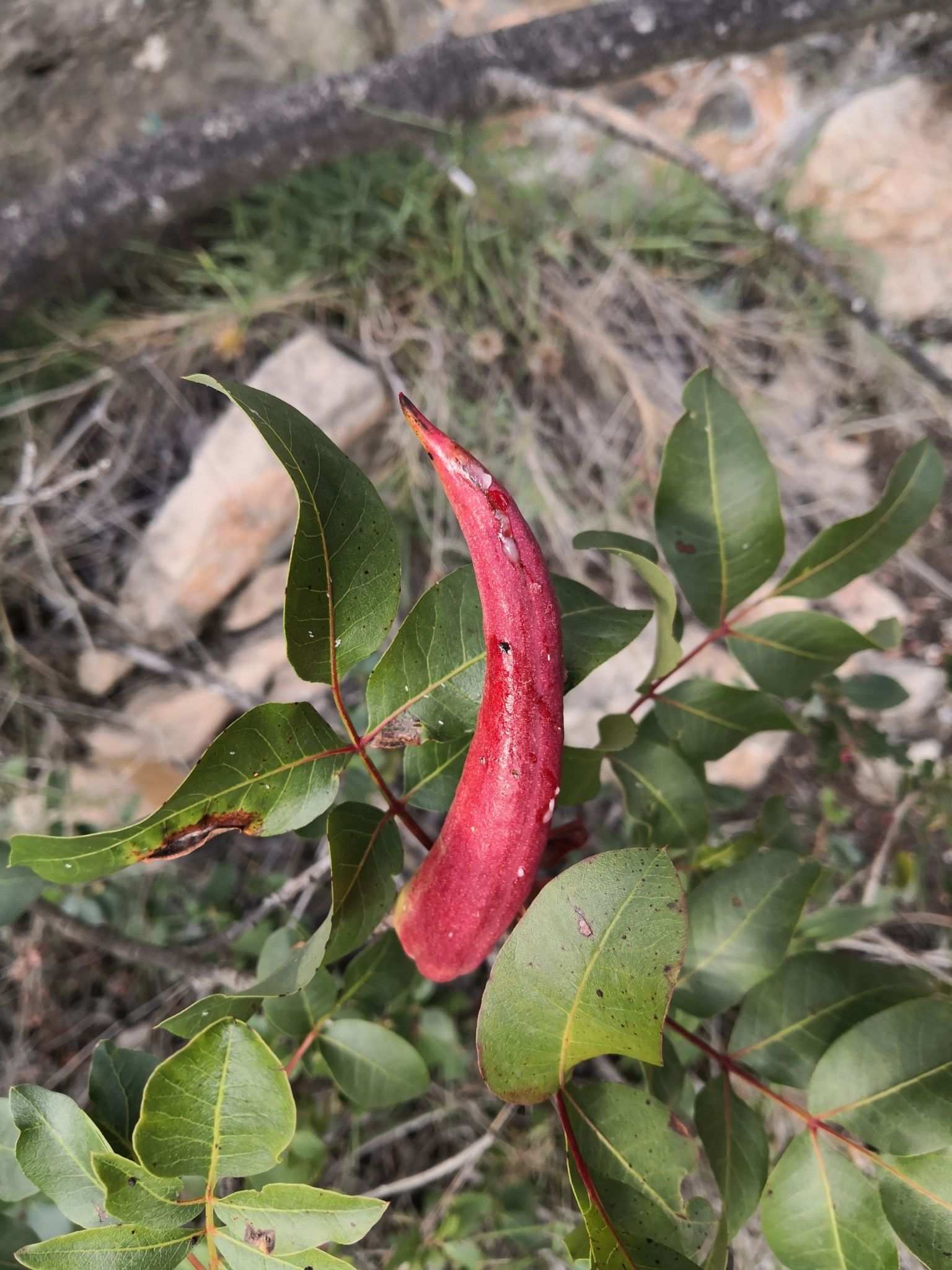 Baizongia pistaciae