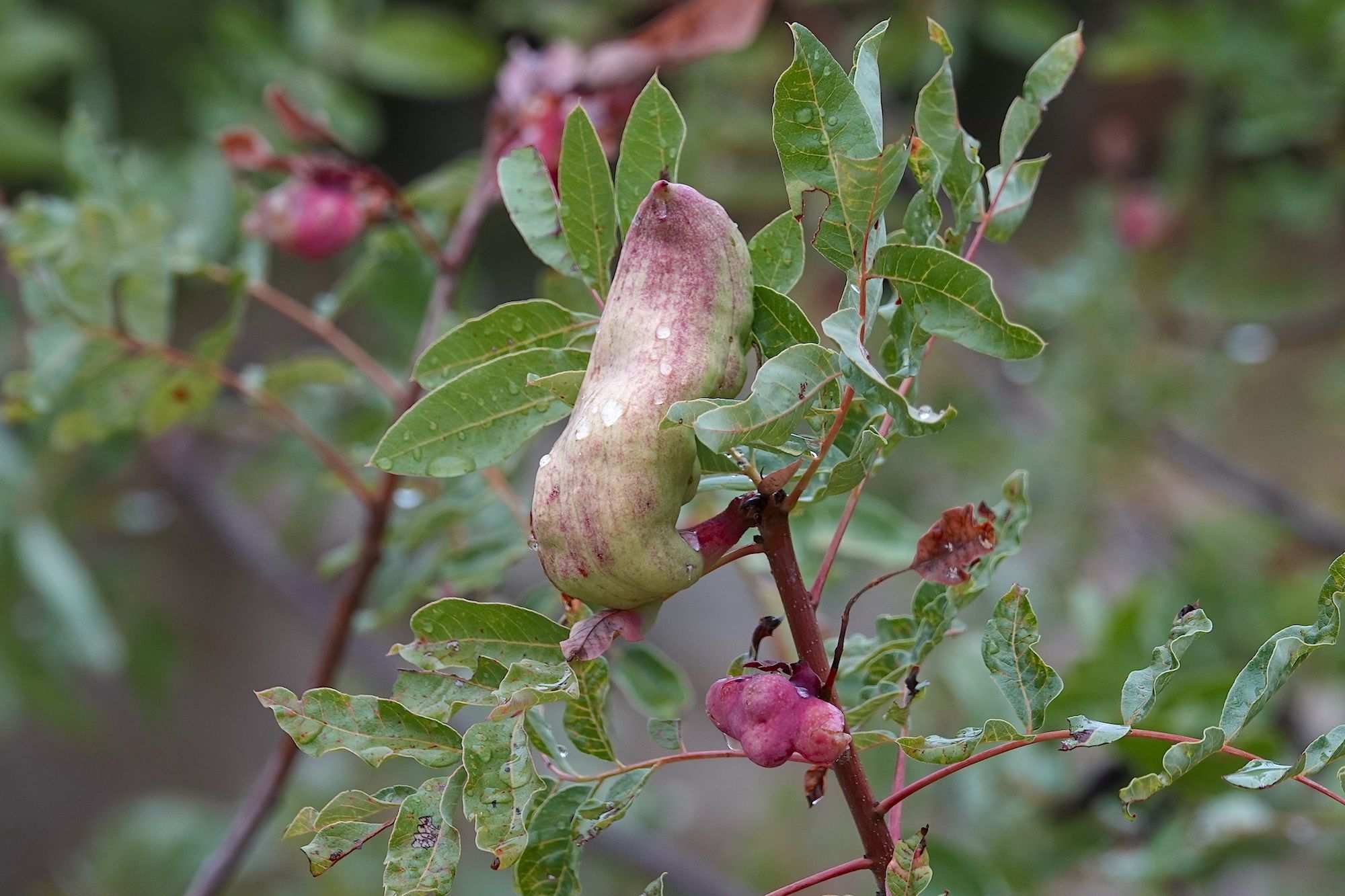 Baizongia pistaciae