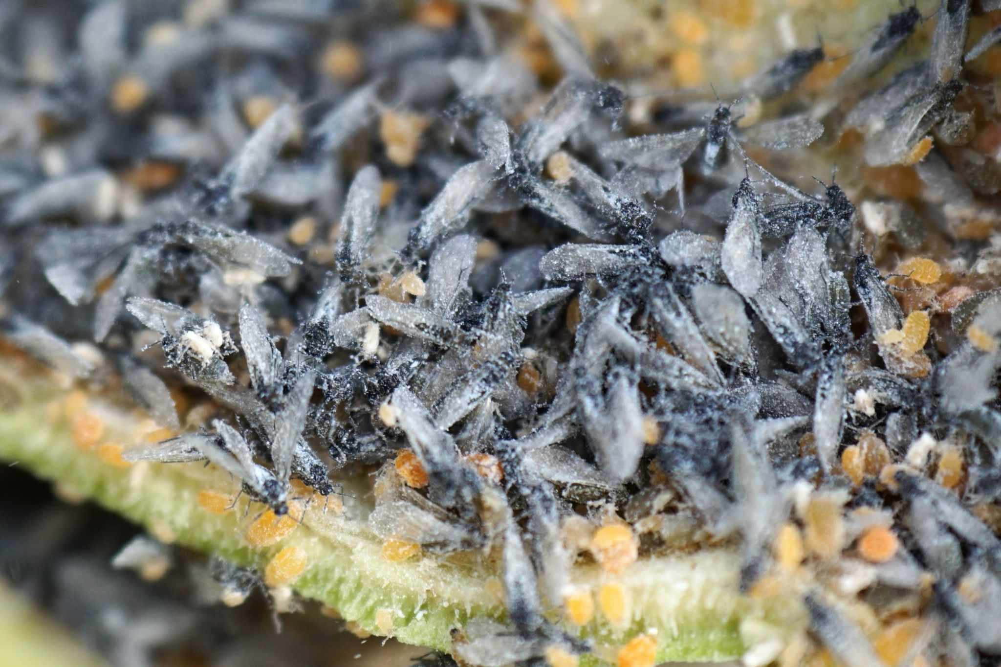 Baizongia pistaciae