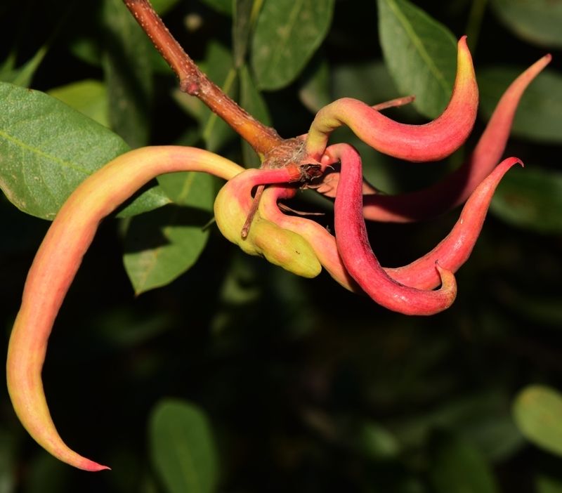 Baizongia pistaciae