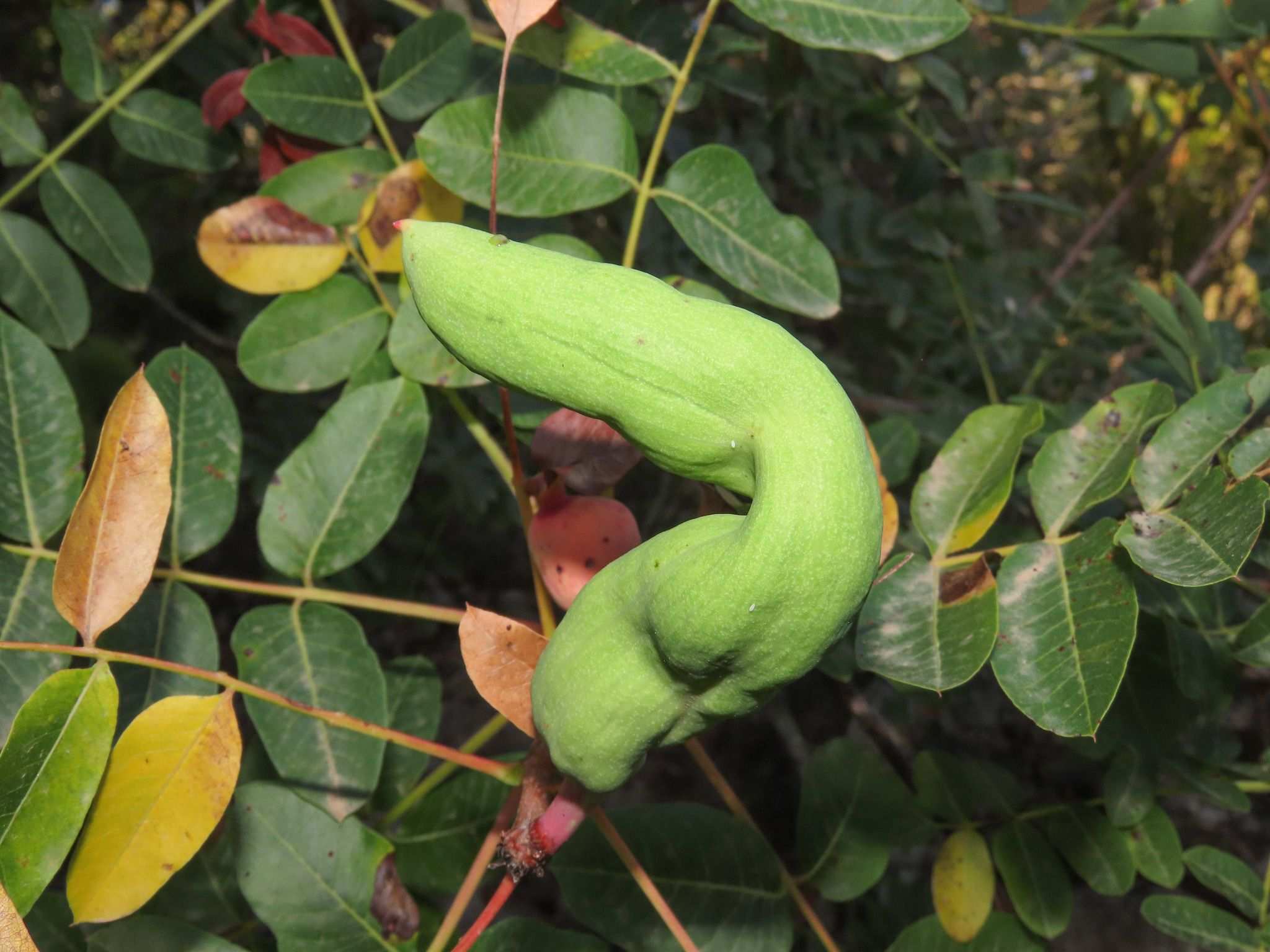 Baizongia pistaciae