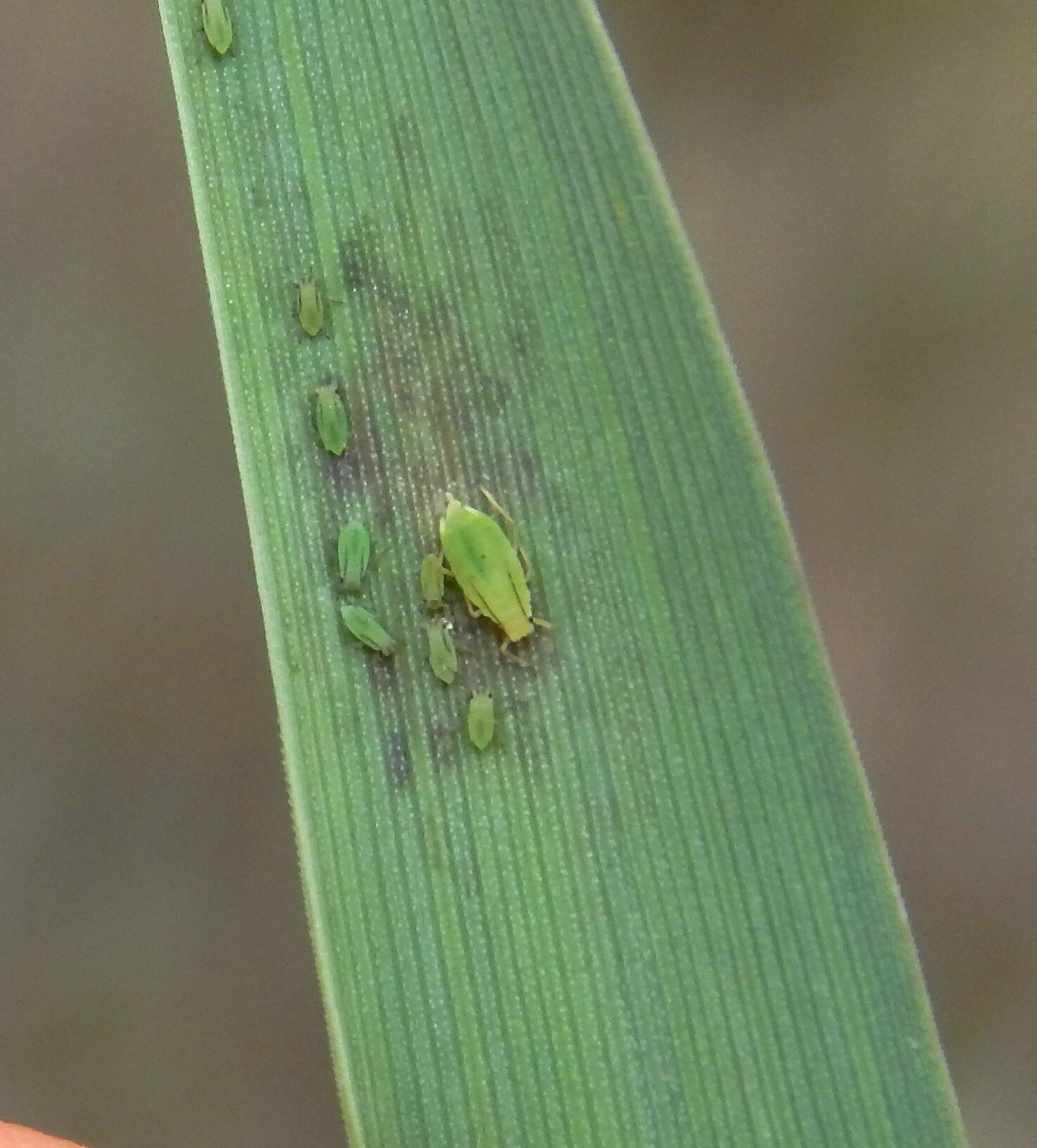 Schizaphis graminum