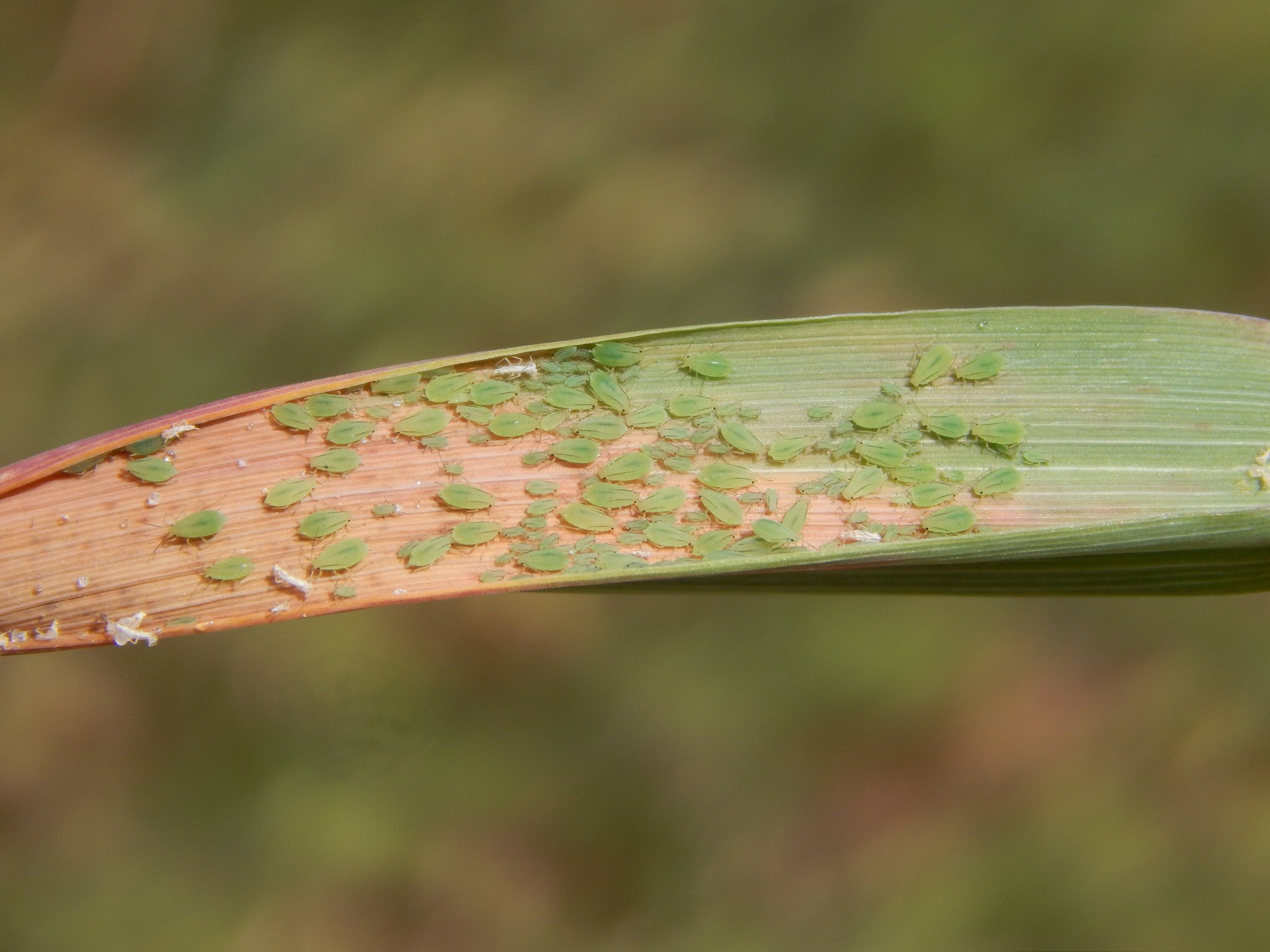 Schizaphis graminum