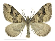 Epyaxa rosearia
