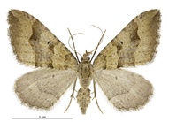 Epyaxa rosearia