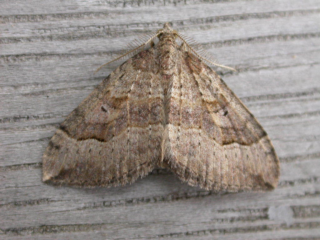 Epyaxa rosearia
